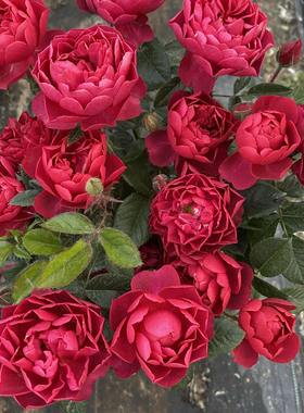 法拉利果汁/黑红果汁/樱桃果汁 月季花苗 灌木庭院阳台盆栽花卉