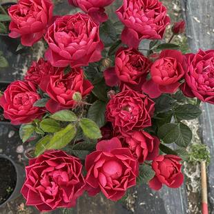 花苗 法拉利果汁 月季 樱桃果汁 灌木庭院阳台盆栽花卉 黑红果汁