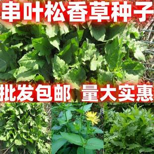 串叶松香草种子 多年生猪牛羊鹅畜禽牧草籽 香槟菊花草 按斤