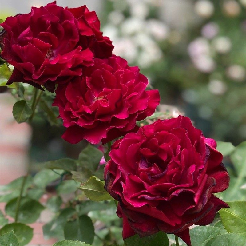 新品 红丘/天家胭脂 月季花苗 河本灌木大花浓香勤花月季庭院阳台,鲜花速递/花卉仿真/绿植园艺,月季/蔷薇/玫瑰,淘宝优惠券,粉丝福利购,淘宝优惠卷