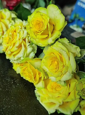 新品 温布尔登 月季花苗 绿色切花大花勤花直立少刺阳台庭院盆栽