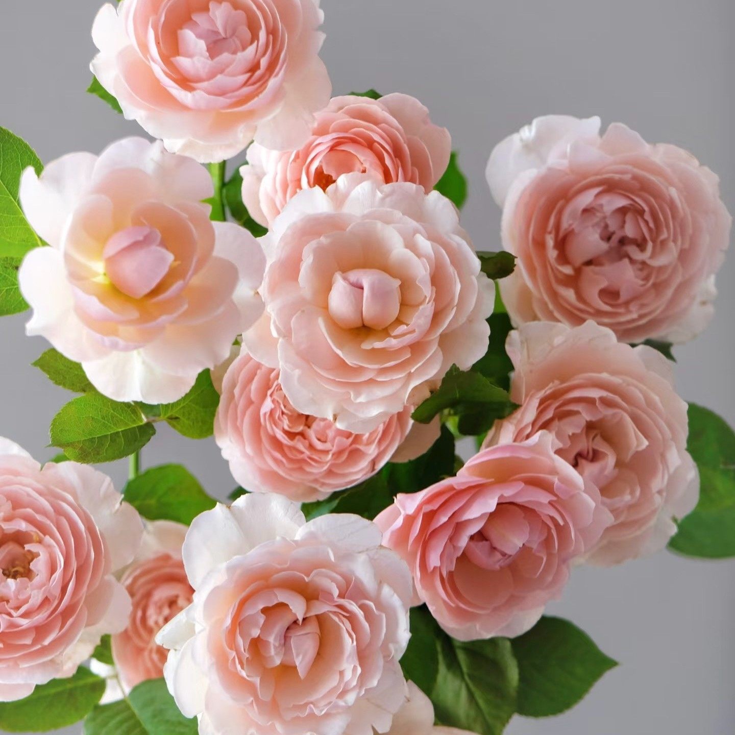 新品 粉研/粉妍 月季花苗大花灌木多头勤花浓香月季庭院阳台盆栽,鲜花速递/花卉仿真/绿植园艺,月季/蔷薇/玫瑰,淘宝优惠券,粉丝福利购,淘宝优惠卷