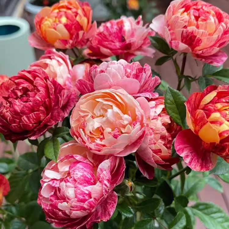 果汁飞溅（不确保带溅）月季花苗