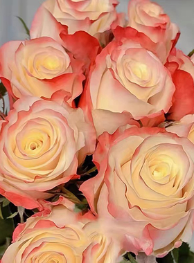 新品 生活方式 月季花苗灌木大花切花玫瑰直立勤花庭院阳台盆栽