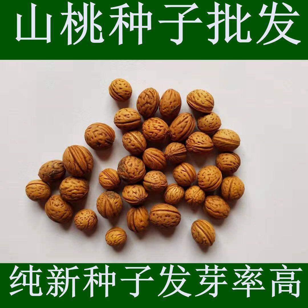 山桃种子 山桃胡 精选云龙纹脑纹可做工艺品山桃核 中药材种子