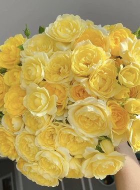 黄果汁 灌木月季花苗 (果汁阳台芽变) 抗病花量大复花快