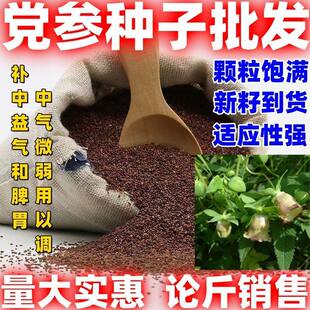 当季党参种子党参种籽田园党参种籽庭院党参种子新籽党参种子