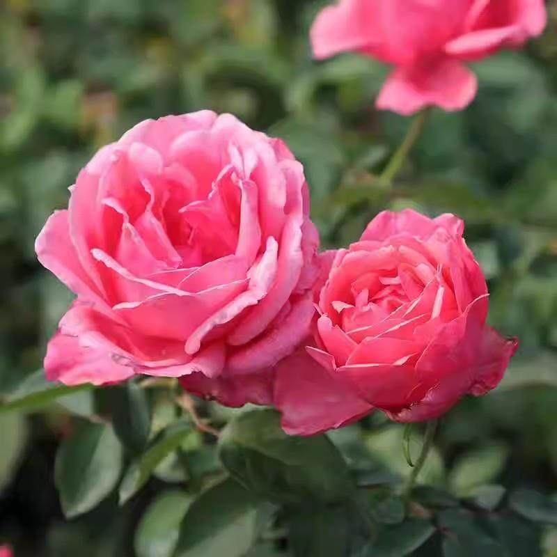 国月 粉扇 月季花苗 阳台庭院大花月季勤花 绿植阳台庭院盆栽,鲜花速递/花卉仿真/绿植园艺,月季/蔷薇/玫瑰,淘宝优惠券,粉丝福利购,淘宝优惠卷