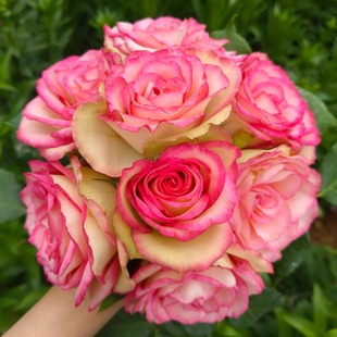 佛罗里达 月季花苗 切花月季大花灌木勤花阳台庭院盆栽花期长好养