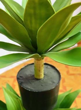 真植仿物龙舌兰盆栽公装室办家居客651521厅饰摆件仿真绿植多肉盆