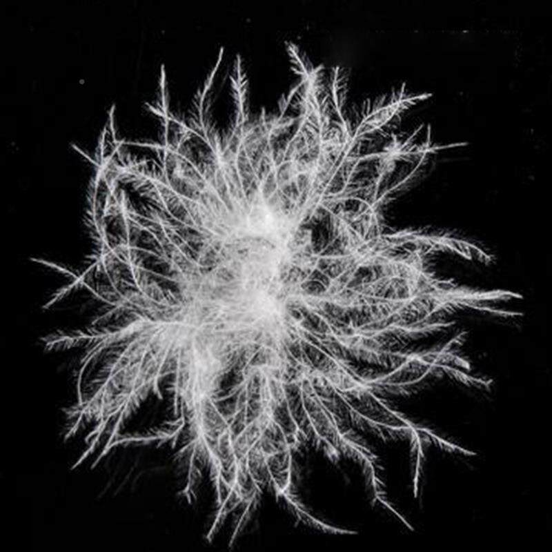 羽绒工201厂1准80OIO标白鸭绒高蓬松高蓬松普度