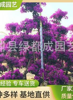 多色三角梅盆栽园艺常绿性紫色勒杜鹃红花三角梅大盆景植物