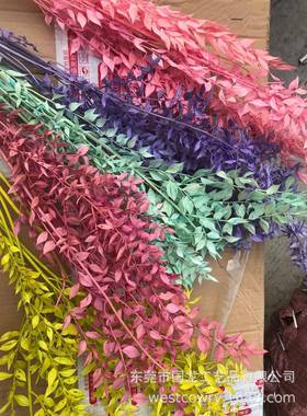 欧洲保鲜绿色富贵叶熊猫竹干花自然干花拍照家居装饰zakka杂货