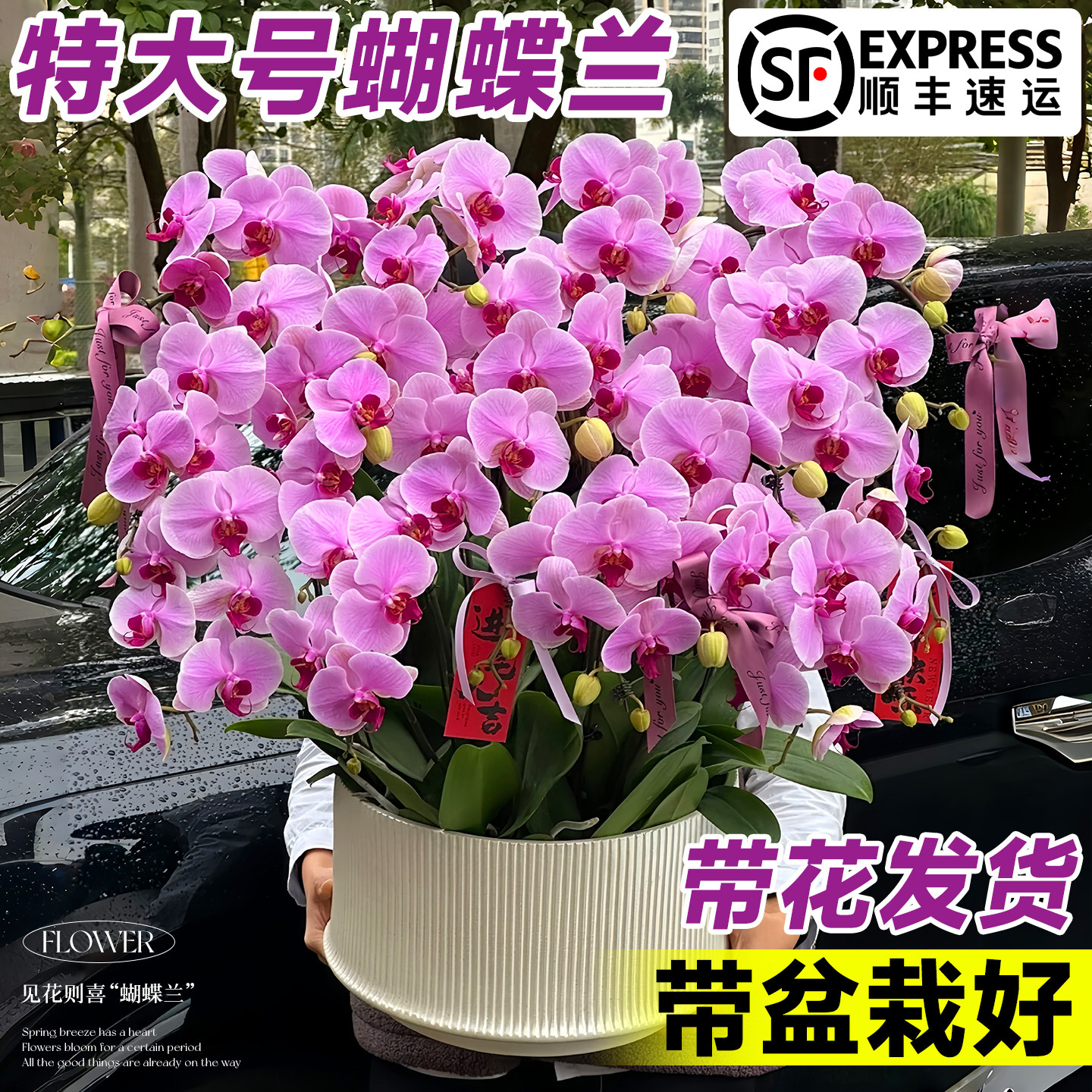 蝴蝶兰带花盆栽特大号客厅带花苞年宵花卉兰花大花型办公室好养活,鲜花速递/花卉仿真/绿植园艺,大型绿植/成品组合盆栽,淘宝优惠券,粉丝福利购,淘宝优惠卷