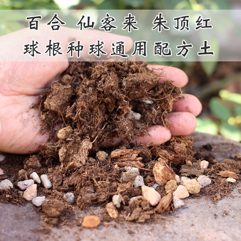 月季天堂鸟朱顶红龟背竹春羽海芋秋海棠蔓绿绒花烛天南星科专用土