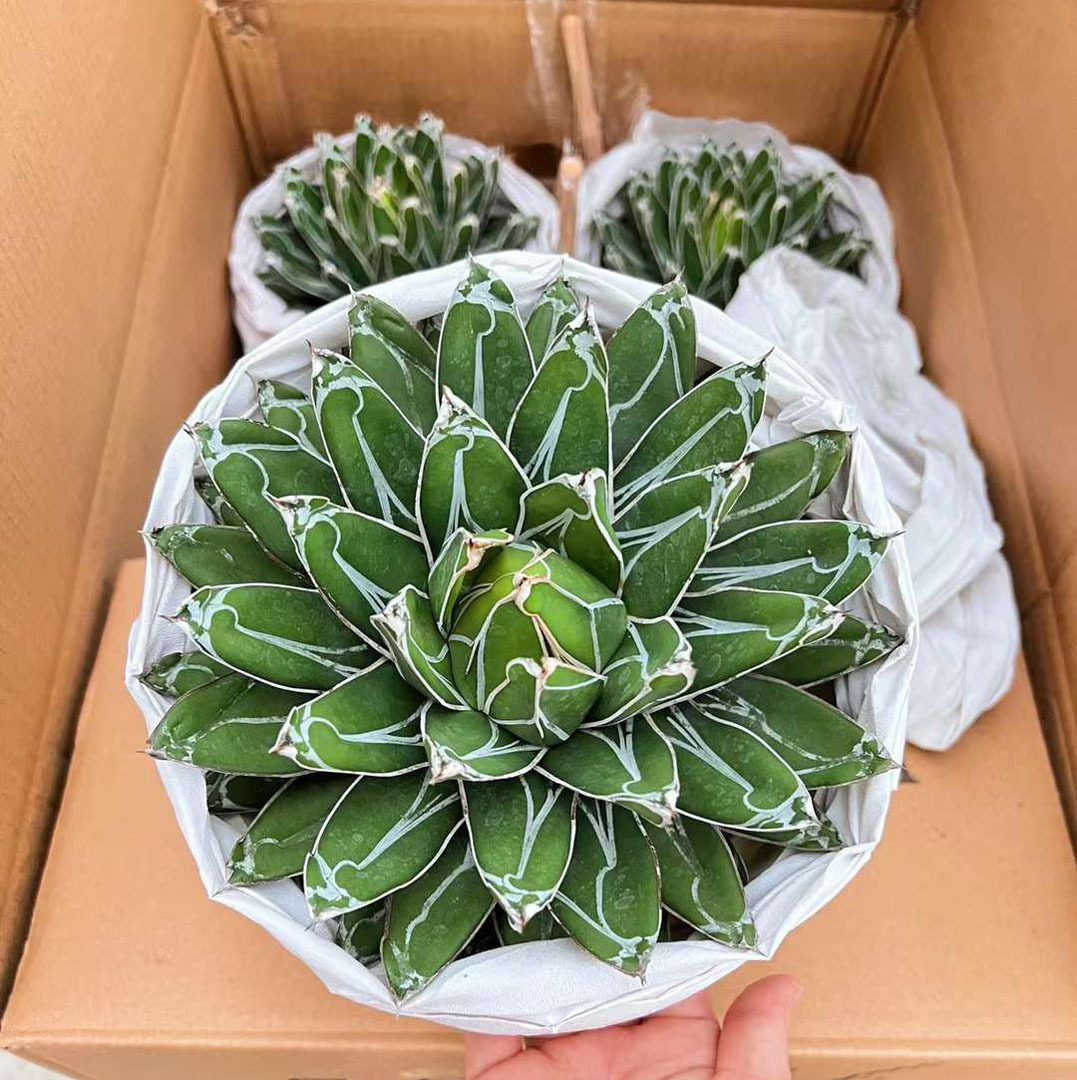 【基地直供】仙人球植物盆栽 居家花卉绿植盆栽 世之雪6装