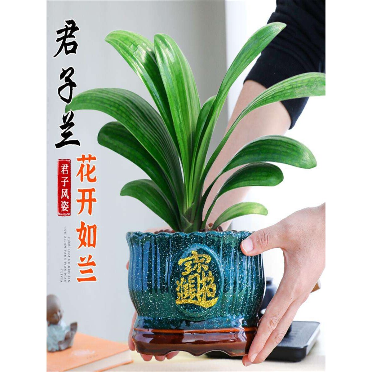 君子兰盆栽老苗带花苞四季常绿好养活多肉花卉易活净化绿植物室内