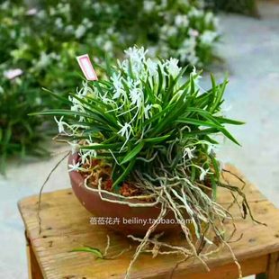 风兰 富贵兰短距风兰附生兰花矮种兰花洋兰盆景雨林缸