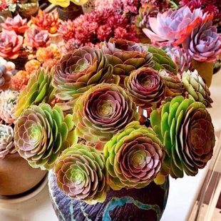 黑法师多肉植物老桩超大多头喜阳光组合绿植盆