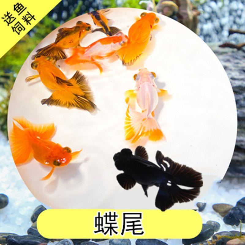 观赏鱼鱼小FYD型小懒人好养淡水冷水金鱼活兰寿珍珠蝶尾水泡泰狮