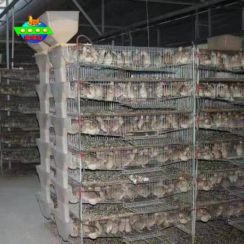 供应供应鹌鹑塑料料槽养殖用自动料槽省时省力