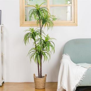 仿珍珠葵盆GSN栽室内仿真绿植布景人造手感真葵树珍文葵竹波珠斯