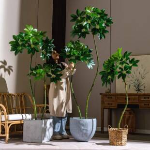 仿真保罗大叶伞绿植室内客厅仿生假树植物黑金刚橡皮榕装饰摆件树