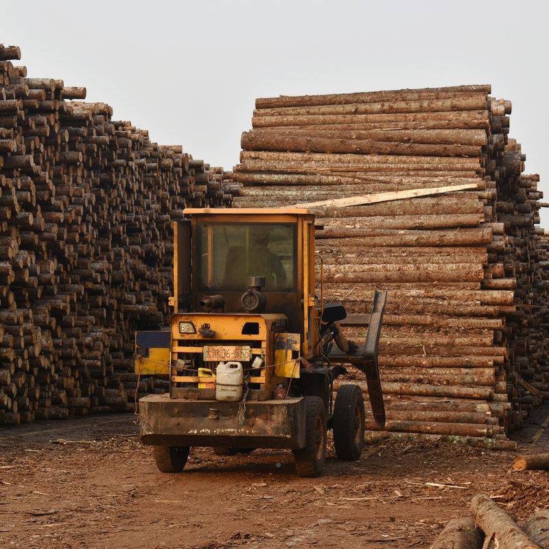 松木桩河绿道打白松桩落叶松原木木护坡整治化支撑圆245木桩剥皮