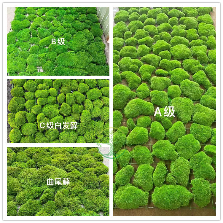 仿真植物青苔苔藓鹿角藓白发藓大灰藓室内造景装饰铺底面高端绿植