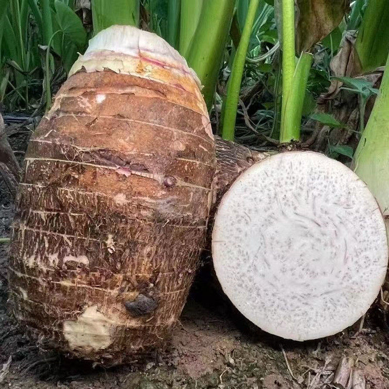 广西荔浦芋头新鲜香芋正宗小芋头旗舰店现挖槟榔芋毛芋艿9斤包邮5
