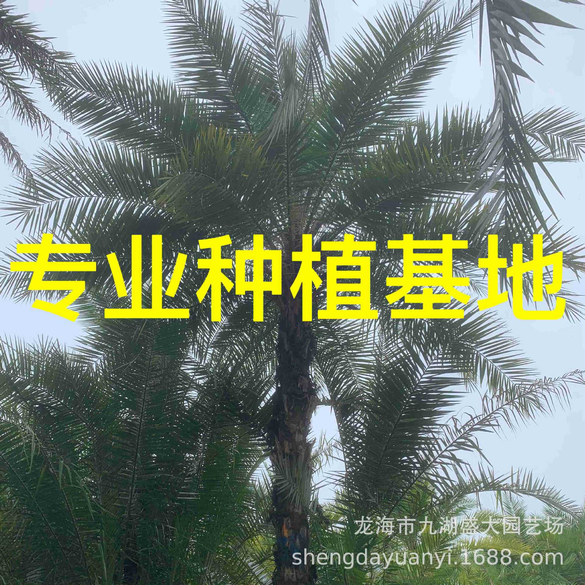 云南伊拉克蜜枣树批发 福建伊拉克蜜枣树基地 多杆丛生伊拉克蜜枣
