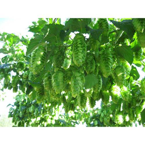 酒捷克造萨兹啤花啤酒精酿原料香酒花酿艾尔拉格帝PJH-捷克伯仕