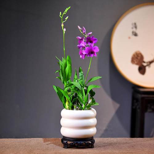 澳洲石斛兰盆栽观赏花卉绿植盆景好养美观自然室内客厅桌面植物