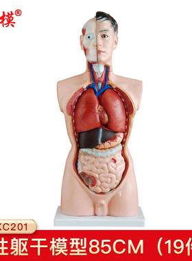 沪模HM/XC20185CM男性躯干模型19件内脏教学展示模拟人