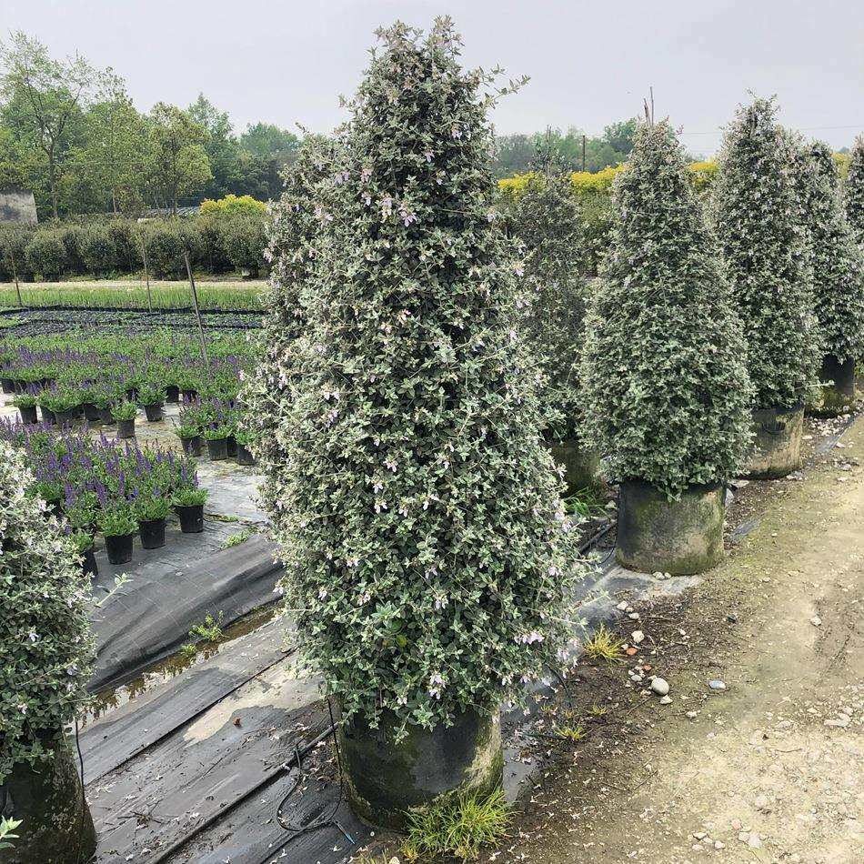 水果兰塔形成都园林绿化苗木花境植物造型植物绿植盆栽花卉