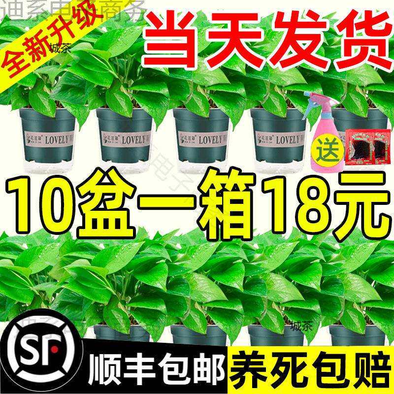 大顺丰植物花卉绿箩吸绿萝盆栽室内绿植包邮除甲醛家用水培新房