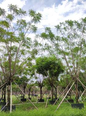 209供应全冠蓝花楹18-25cm假植苗蓝雾树紫蓝色花行道树乔木