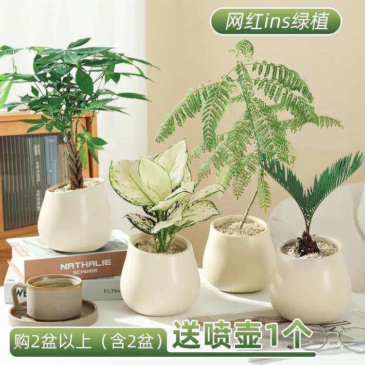 发财树绿植物盆栽客厅办公室好养花卉富贵竹桌面多肉小盆景摆件禄,电子元器件市场,其它元器件,淘宝优惠券,粉丝福利购,淘宝优惠卷