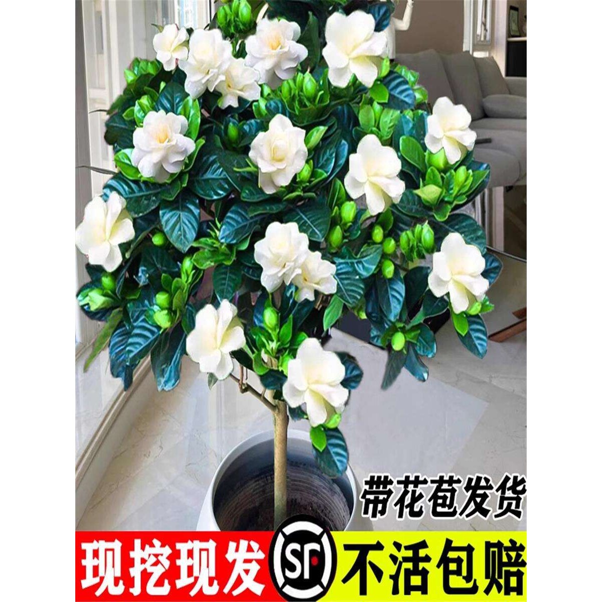 栀子花盆栽室内水培养殖易好养活花卉花苞绿植观赏绿植牡丹栀子花