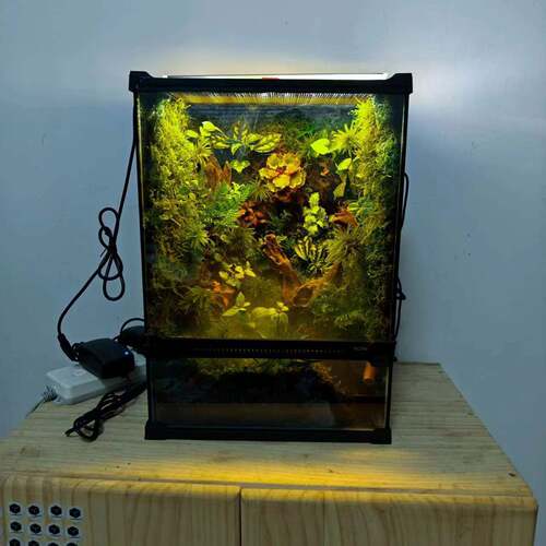 302540雨林缸爬宠缸生态微景观植物造景水陆生态水族缸含喷淋摆件