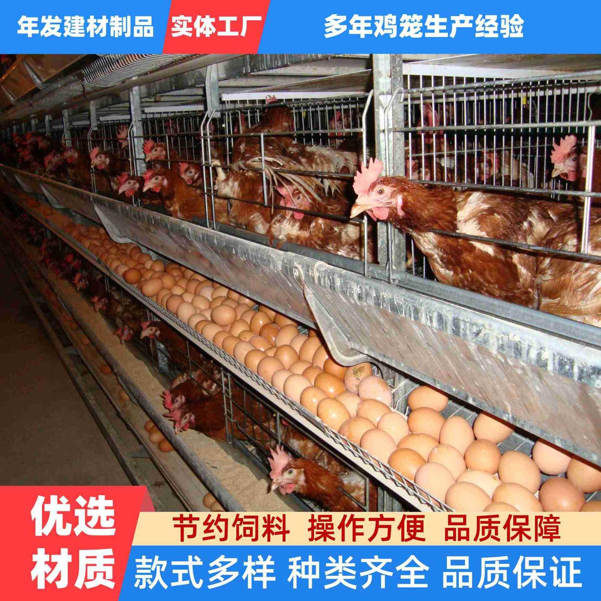 广州出口长蛋率高饲喂设备三层四门现代化采购镀锌丝抗生锈育雏笼