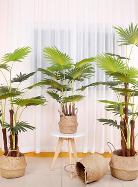 仿真绿植尾葵酒仿店室散内地扇葵树盆栽造景装饰真散OLF-5300尾葵