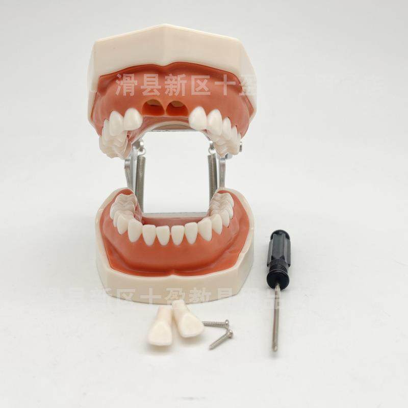 口牙腔牙科牙齿模型备练习软牙788龈牙模可拆脂缷替换仿真树离体,文具电教/文化用品/商务用品,教学标本/模型,淘宝优惠券,粉丝福利购,淘宝优惠卷