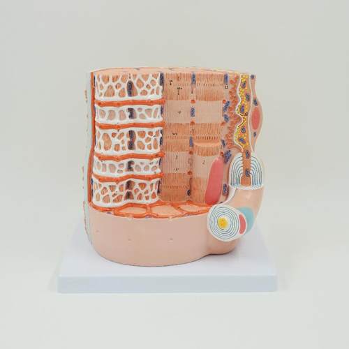 PNT-022人体剖骨骼网状纤932维解肌模型教学骨骼肌纤8维放大模型