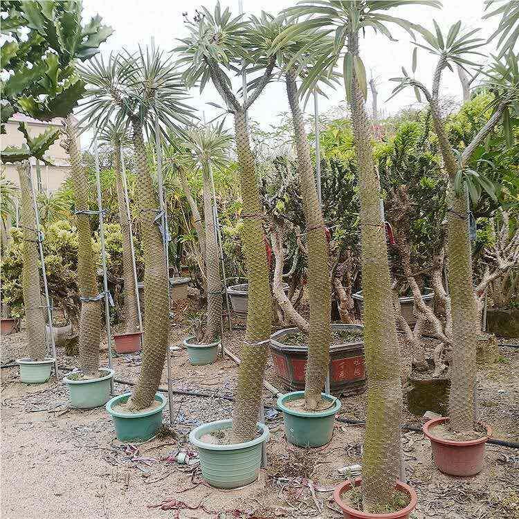 非洲霸王树热带沙漠植物棒槌树密刺瓶干树现代观光园多浆植物