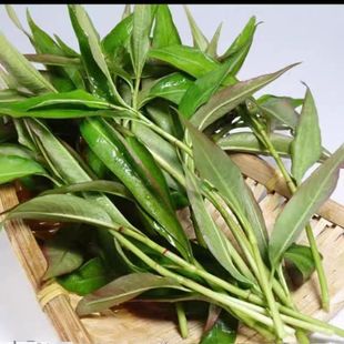 云南德宏特产新鲜香蓼柳 香柳菜辣蓼草 芳香扑鼻 煮鱼撒撇凉拌
