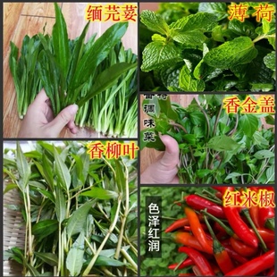 云南德宏新鲜蔬菜香料组合缅芫荽香柳小芫荽金芥红米辣总500克