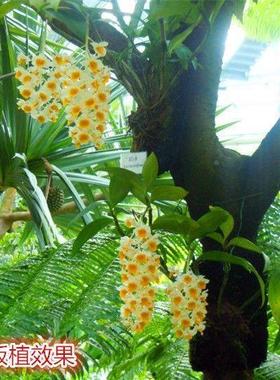 云南球花石斛黄花金钗石斛山铁皮石霍苗鼓槌AL730124石盆斛兰斛球