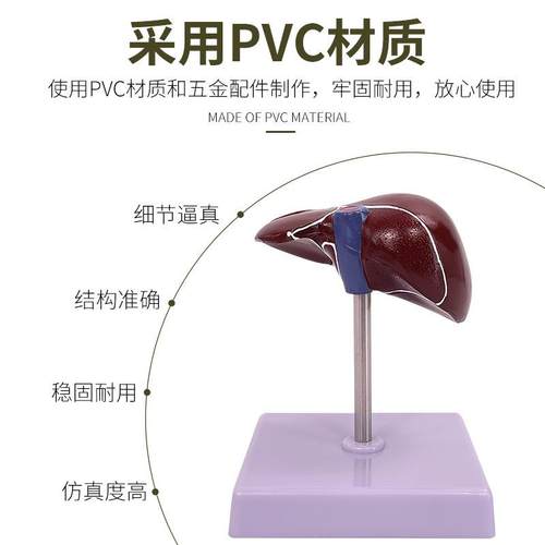 肝脏病理模型脂肪型模肝胆模肝型640病变肝仿真人体脏解剖模型