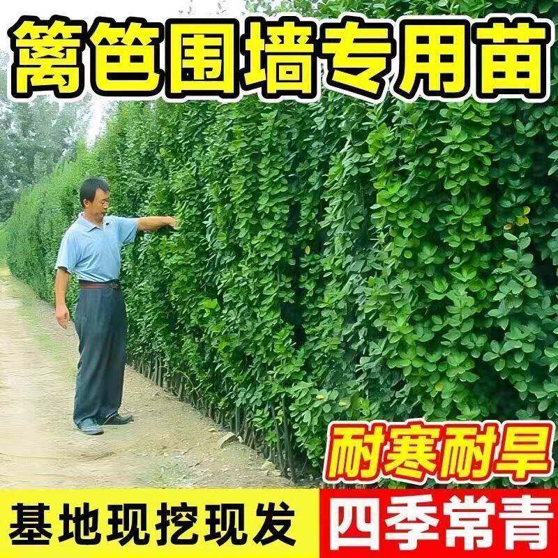 北围墙篱笆004叶生海道黄杨苗冬青树苗四季常青耐寒丛大庭院绿篱